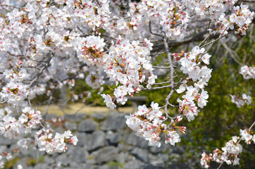 Cherry blossoms are fully bloomed.
