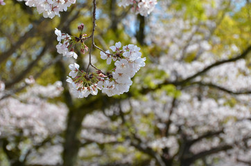 Cherry blossoms are fully bloomed.