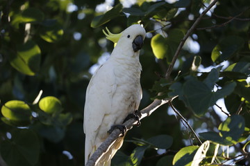 Cockatoo in tree