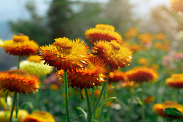 Spring background with beautiful yellow flowers