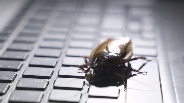 Software bug metaphor, cockroach walks on a laptop keyboard, macro photo with selective focus