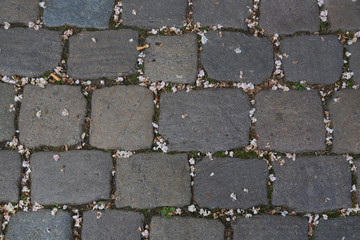 Paved stone pattern with gray stones and whit blossoms in the cracks
