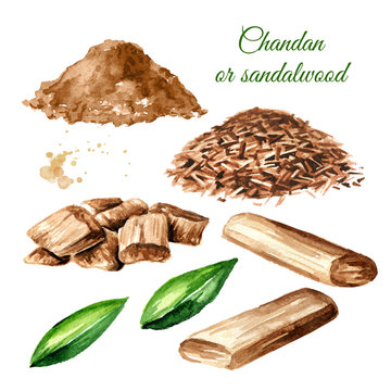 Sandalwood Or Chandan Set. Sticks, Shavings, Powder And Leaves. Watercolor Hand Drawn Illustration Isolated On White Background