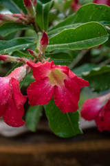 red flowers in the garden