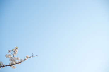 桜の枝になった鳥