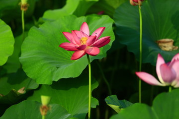 Blooming lotus flower, very beautiful
