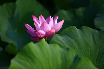 Blooming lotus flower, very beautiful