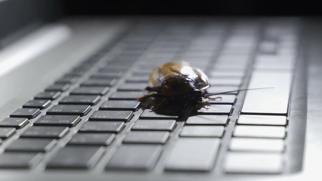 Cockroach climbing on keyboard to present about computer attacked from virus
