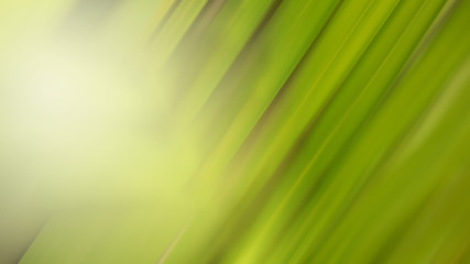 Natural Green Leaves Background in soft focus with Shiny Light. Spring Natural Background Concept.