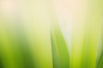 Obraz premium Natural Green Leaves Background in soft focus with Shiny Light. Spring Natural Background Concept.