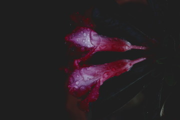 Beautiful azalea flowers after rain with water drops on it. 