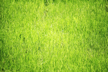Bright green grass in spring season
