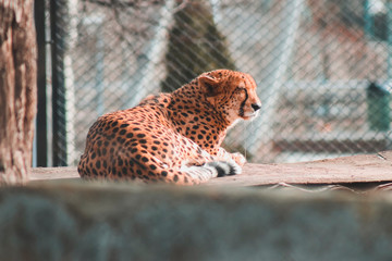  cheetah in the zoo