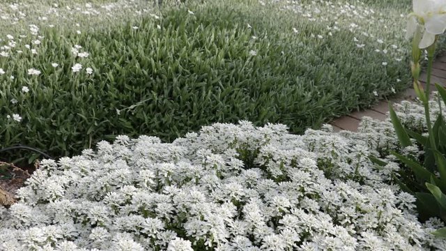 Cerastium tomentosum and Iberis in a Mediterranean garden. The carpet of flowers moves in the breeze