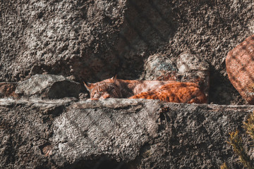 lynx in the zoo