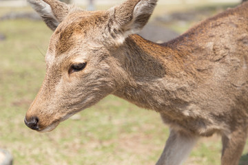 fawn or deer in the prairies of Tobihino in the city of Nara in Japan 9