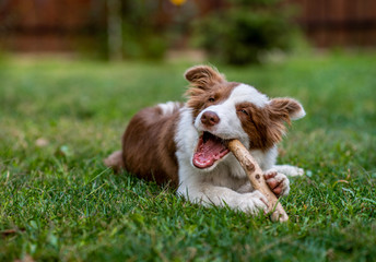 Brown border collie dog sitting on the ground
