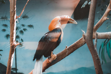Bird in the zoo
