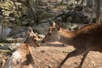 fawns or deer in a pond near the Todai-ji temple in the city of Nara in Japan 3