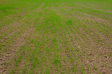 weak, poorly overwintered green shoots of wheat on the farm field in the spring. agricultural background. Field with winter wheat in early spring. Rows of green shoots, going to the horizon.
