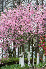 peach blossom bloom in an orchard