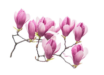 magnolia flower spring branch isolated on white background