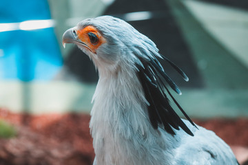 Bird in the zoo