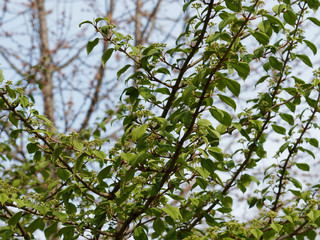 Viorne de Chine (Viburnum plicatum) aux cymes floraux printanier encore immatures