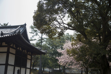 Fototapeta na wymiar Japanese pavilion and cherry blossom in Nara in Japan