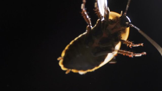 Hand holding cockroach isolated on dark background