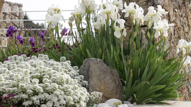 White irises move under the wind. The flowers of African daisy (Dimorphoteca pluvialis), Iberis and Iris move under the Mediterranean breeze.