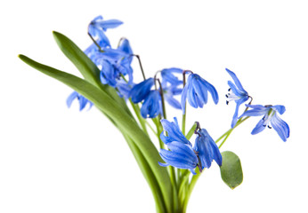 blue scilla isolated on white background close-up - obrazy, fototapety, plakaty