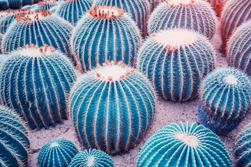 cactus close up