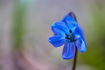 Fototapeta na wymiar first spring flowers blue snowdrops or prolisk
