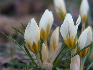 Fototapeta premium Image of beautiful spring white snowdrops