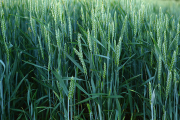 Obraz premium Green wheats growing in row