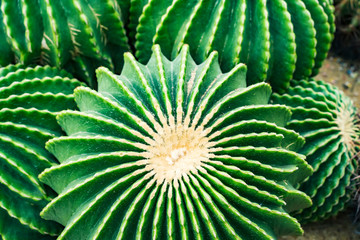 cactus close up