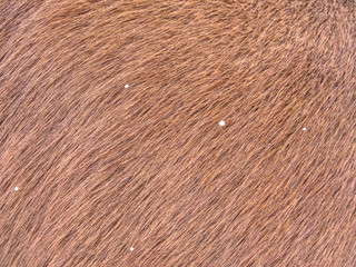 Horse with winter fur, acclimated animal