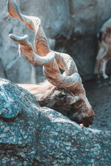 markhor in the zoo