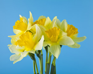 yellow narcissus flowers on a blue background