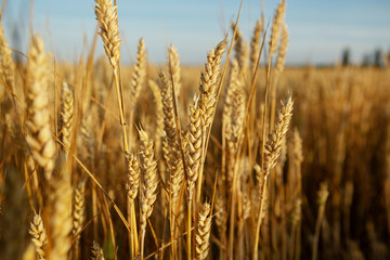 Field with ripe wheats cob