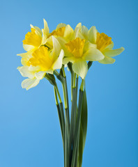 yellow daffodils on a blue background close-up