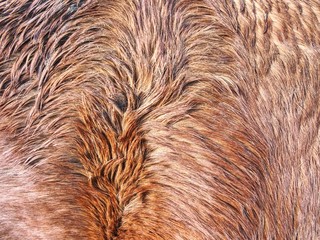 Caring for horse in winter, warm thick fur