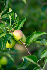 Green apples on tree