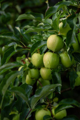 Green apples on tree, rich crop