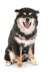 Finnish Lapphund in studio