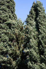 Spring. Beautiful plants.