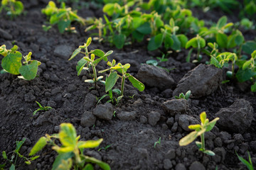 Growing young soy plants