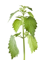 green nettle leaves isolated on white background close up