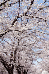 目黒川の桜